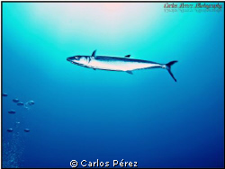 "Solo" SAW FISH @ Guanica's Fallen Rock Dive Site. Olympu... by Carlos Pérez 